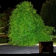 High Power 50W LED Flood Light Fixture - 5500K